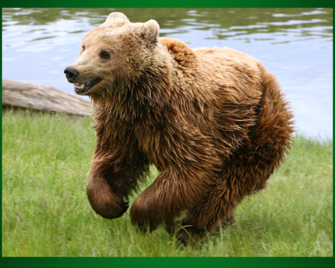 björnen, brunbjörn, Ursus arctos arctos,